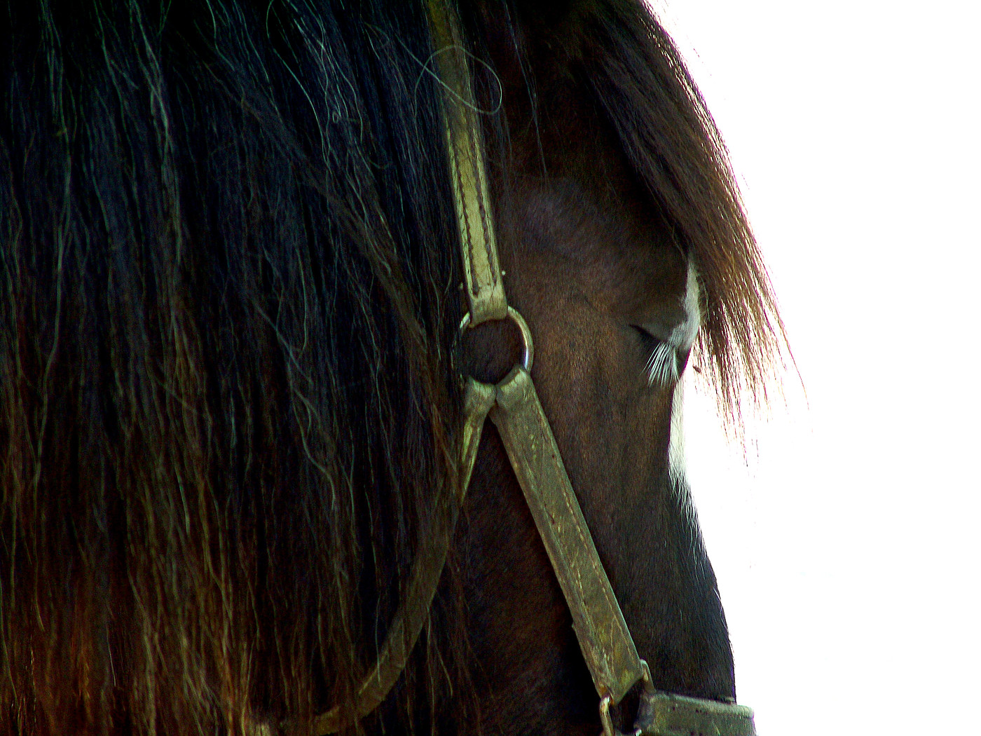 horse lashes